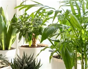 Service de jardinage à domicile à Guéret