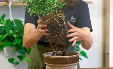 Service de jardinage à domicile à Guéret
